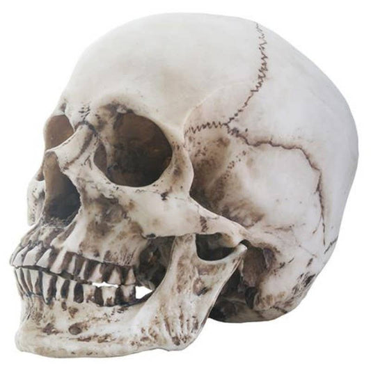 Y8654 Skull Head