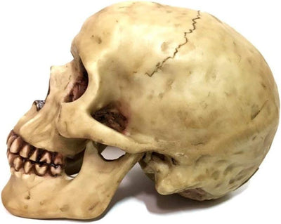 Grinning Highly Realistic Replica Human Skull Statue Home Décor 6.5x4.25x4.6"