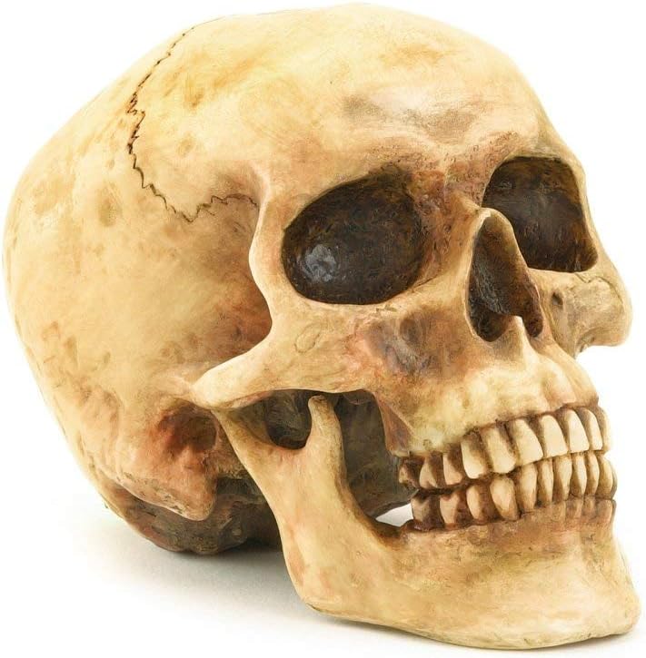 Grinning Highly Realistic Replica Human Skull Statue Home Décor 6.5x4.25x4.6"