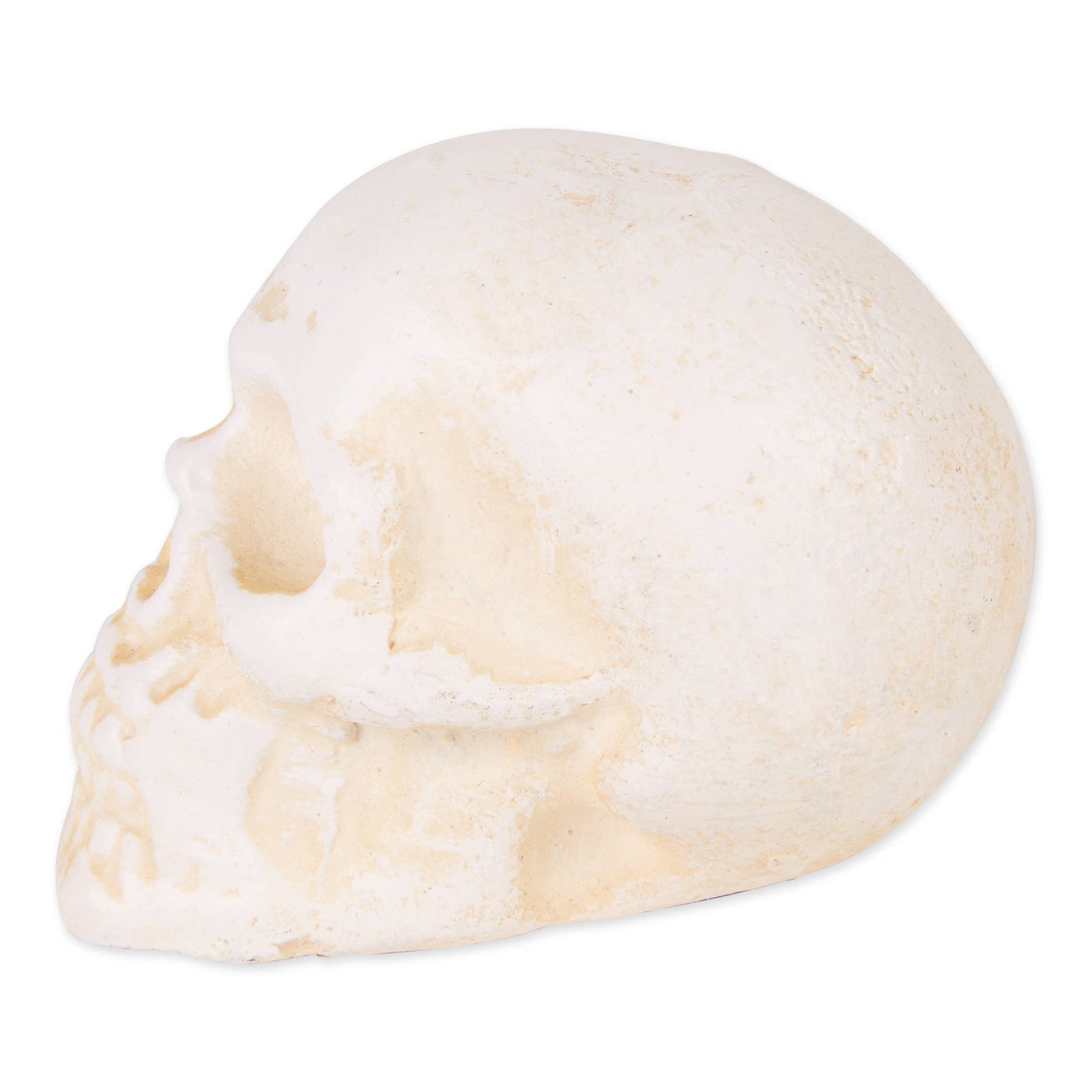 Human Skull Cast Iron Paperweight